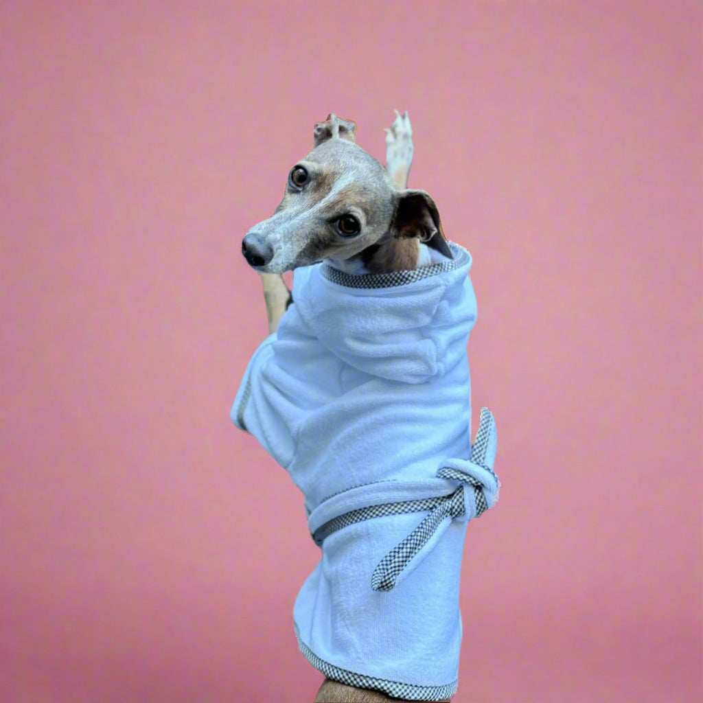 Italian greyound looking a camera in dog robe