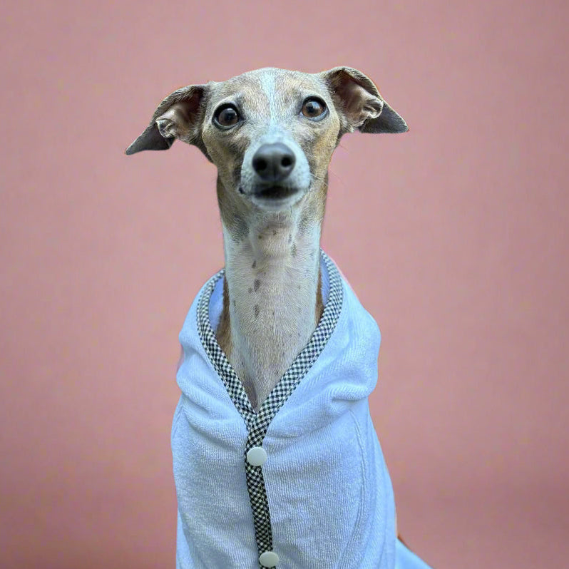 Italian greyhound looking at camera sitting in a dog robe