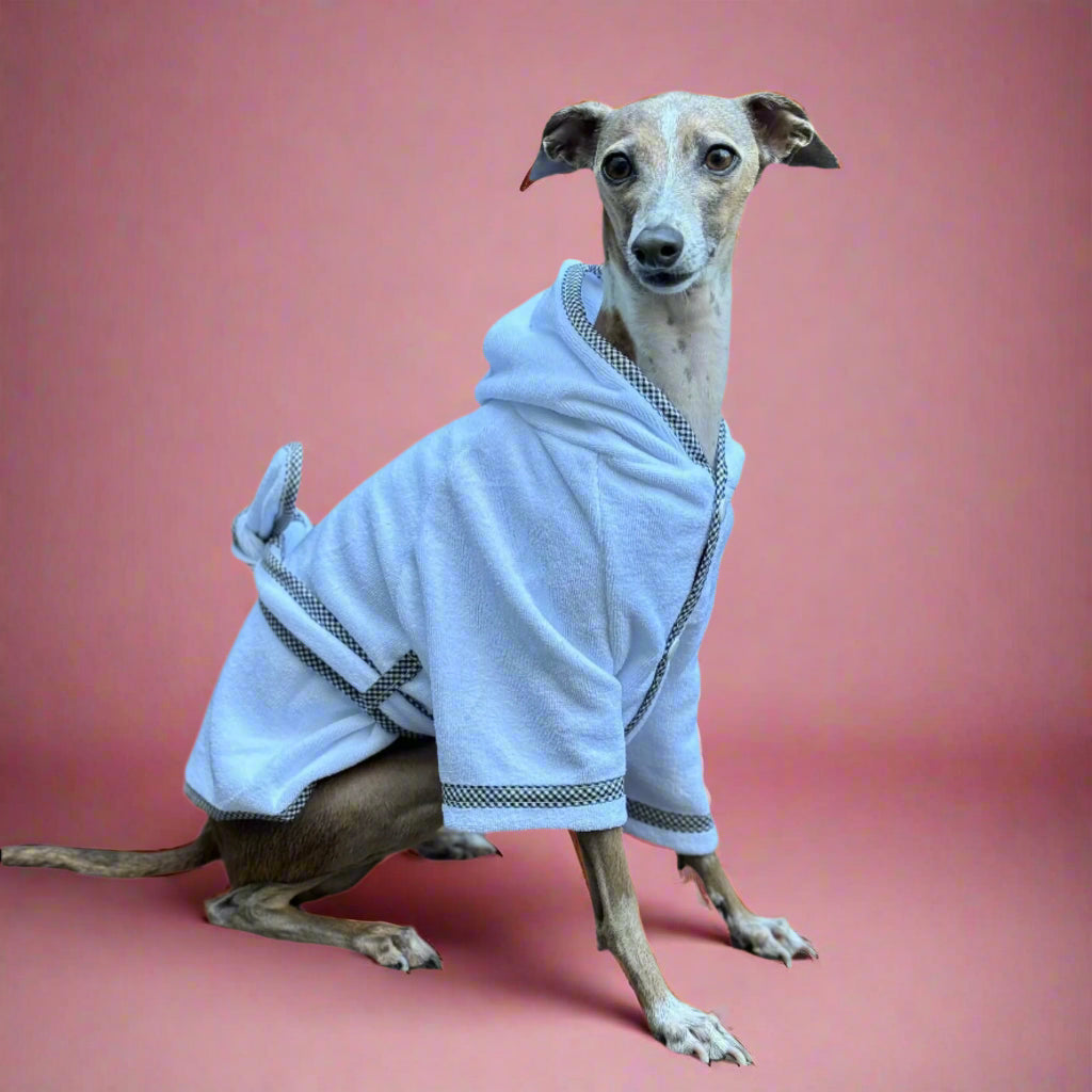 Italian greyhound willow sitting in dog robe
