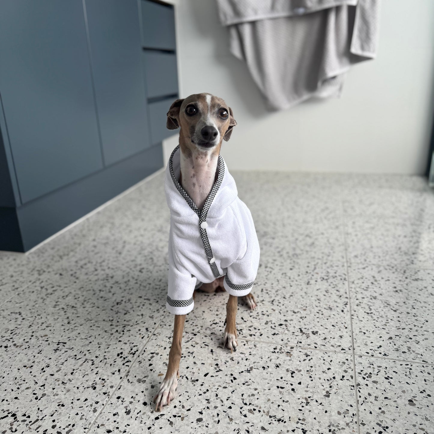 Italian Greyhound in a bathroom in a white dog robe by The Dog Robe