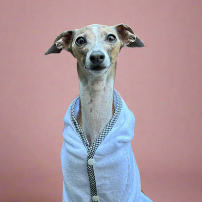 Italian greyhound looking at camera sitting in a dog robe